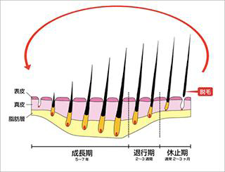 毛周期サイエンス