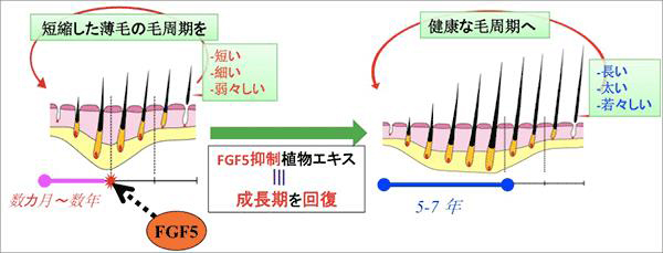 FGF-5と毛周期